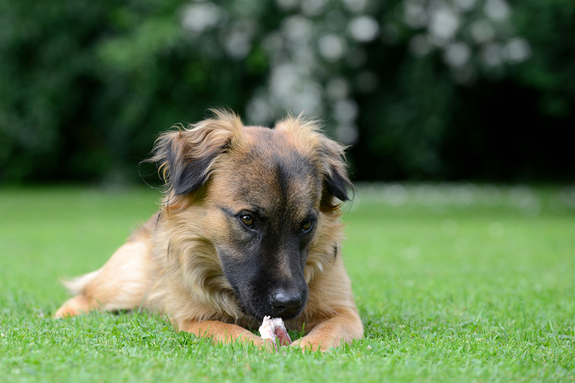 puppy on dog grass thornhill