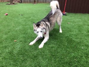 artificial turf stands up to dog paws