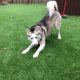 artificial turf stands up to dog paws