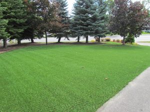 lawn made of plastic grass in Belleville Ontario