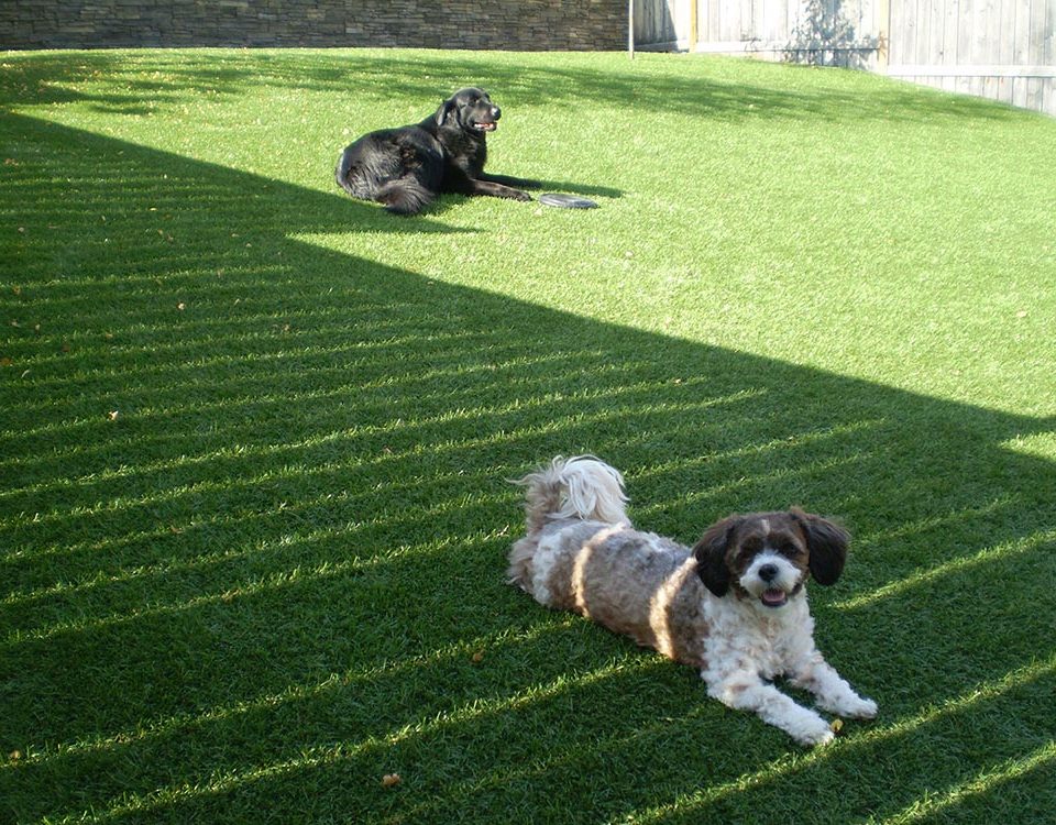 dogs chilling out on artificial grass lawn new market
