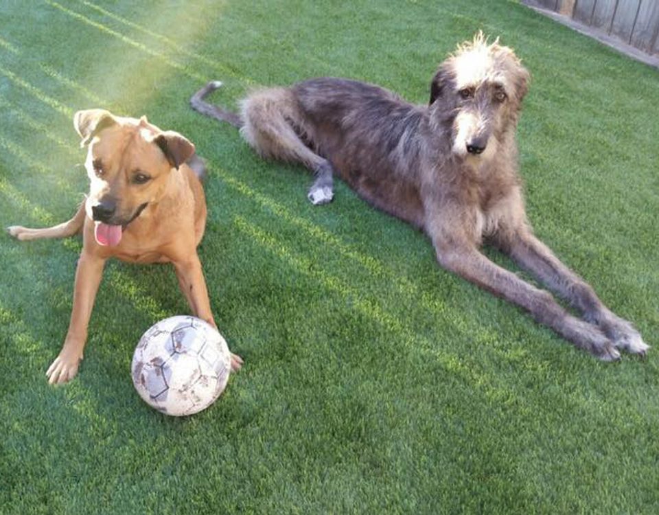 Markham soccer playing dogs pet turf