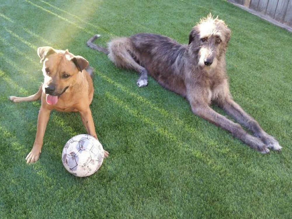 Markham soccer playing dogs pet turf