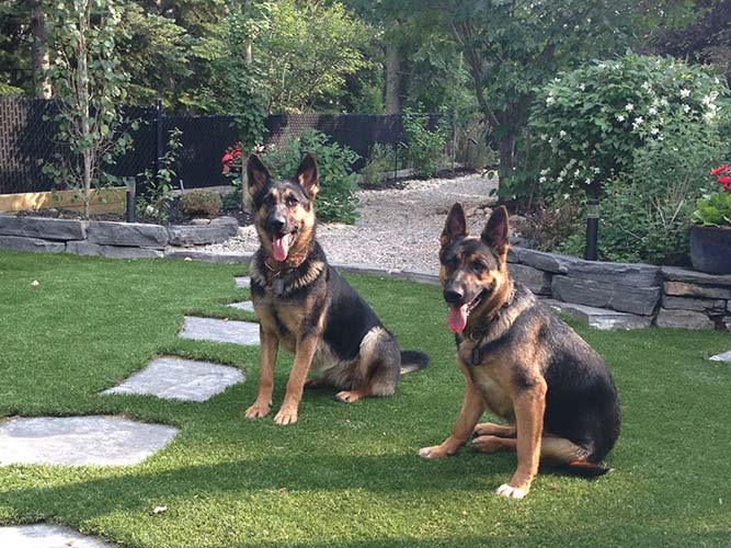 german-shepards-on-artificial-grass-optimized