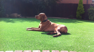 The best artificial dog turf highly durable, soft and clean