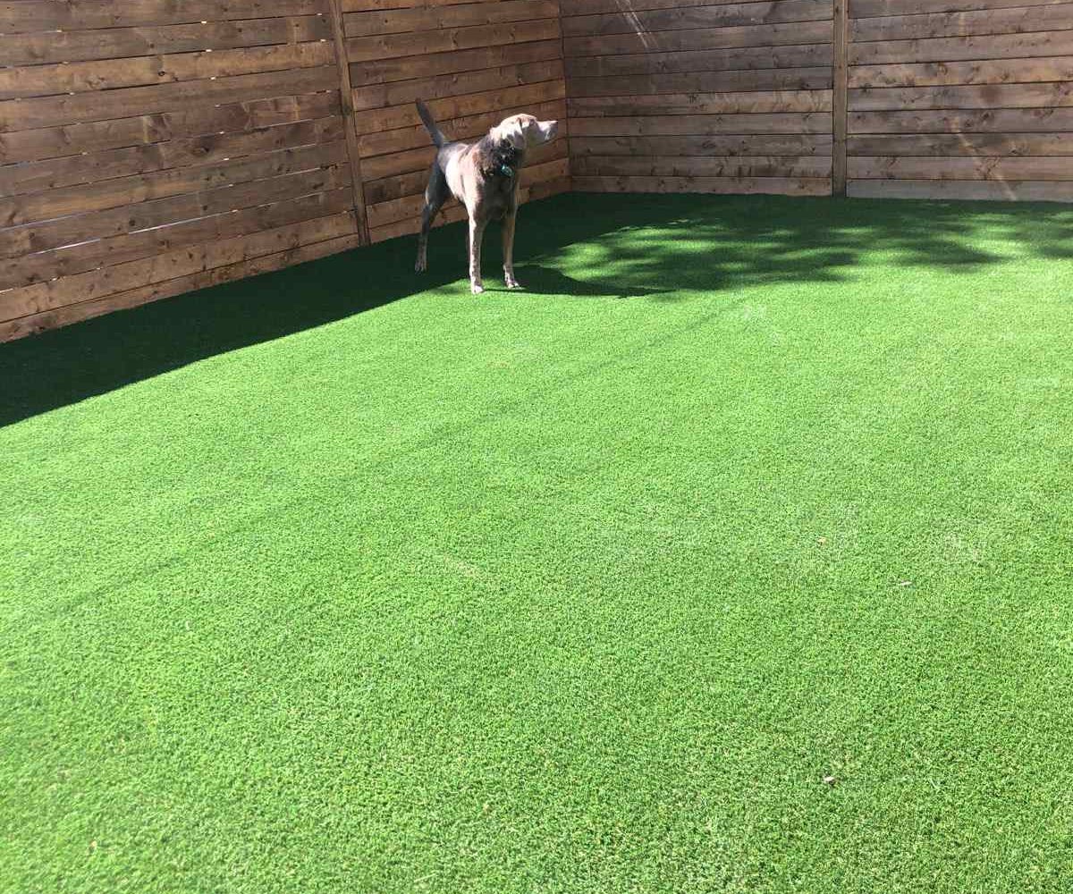 betty-the-dog-loves-her-turf