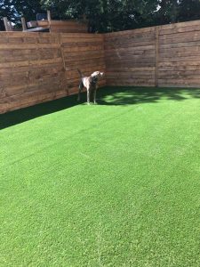 betty-the-dog-loves-her-turf