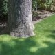 How to install artificial grass around a large tree